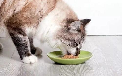 猫吃炒小瓜吗会死吗视频,揭秘潜在致命风险