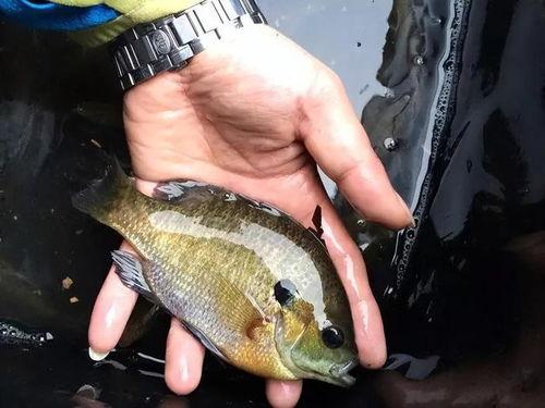 活八瓜鱼吃货视频,一场味蕾的奇幻之旅