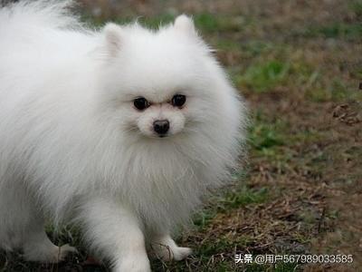 博美可以吃洋瓜吗视频讲解,营养专家视频解析