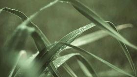 吃一个大瓜的视频素材,揭秘吃瓜视频背后的精彩瞬间